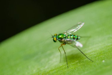 Yaprakları üzerinde Dolichopodidae küçük, yeşil vücut.