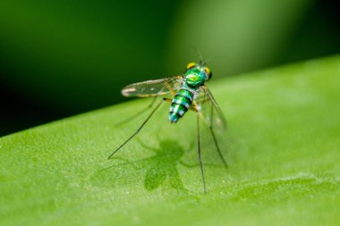 Yaprakları üzerinde Dolichopodidae küçük, yeşil vücut.