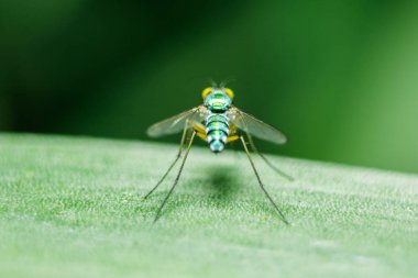 Yaprakları üzerinde Dolichopodidae küçük, yeşil vücut.