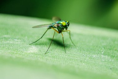 Yaprakları üzerinde Dolichopodidae küçük, yeşil vücut.