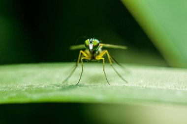 Yaprakları üzerinde Dolichopodidae küçük, yeşil vücut.