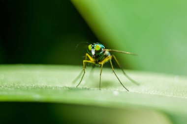 Yaprakları üzerinde Dolichopodidae küçük, yeşil vücut.