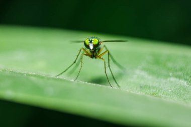 Yaprakları üzerinde Dolichopodidae küçük, yeşil vücut.