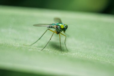 Yaprakları üzerinde Dolichopodidae küçük, yeşil vücut.