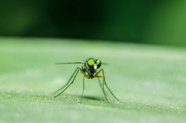 Yaprakları üzerinde Dolichopodidae küçük, yeşil vücut.