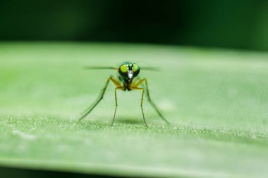 Yaprakları üzerinde Dolichopodidae küçük, yeşil vücut.