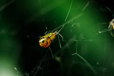 Sarı örümcekler avlarını yakalamak için örgü örerler..