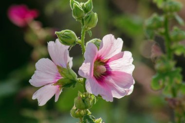 Sezar'ın kıllı dikenleri ile çileli çiy zehirli bir bitkidir