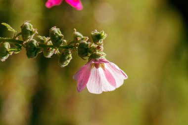Sezar'ın kıllı dikenleri ile çileli çiy zehirli bir bitkidir
