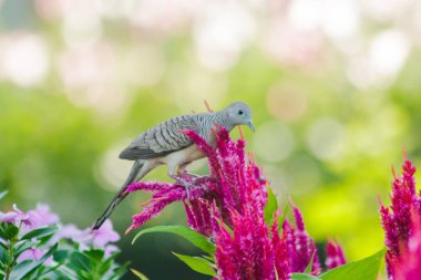 Celosia argentea ile parkta Geopelia striata