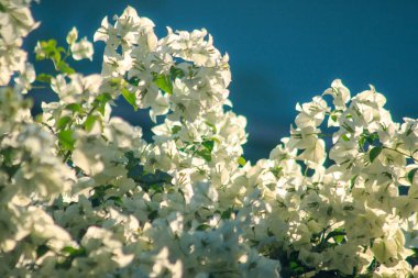 Begonviller glabra Choisyflowering beyaz renkte yaprakları ve dalları göre