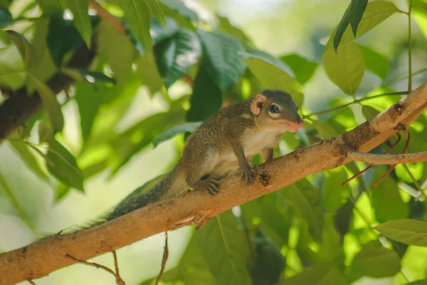 Ardilla Está Árbol Con Pequeños Mamíferos —  Fotos de Stock