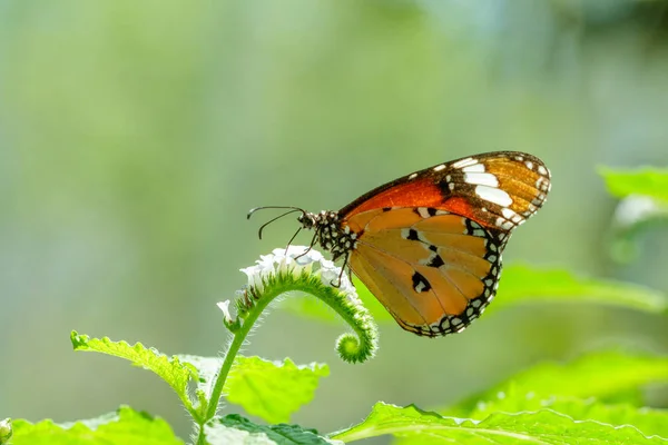 Tigre Commun Sur Les Fleurs Blanches Est Papillon Commun — Photo