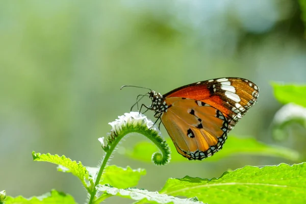 Tigre Commun Sur Les Fleurs Blanches Est Papillon Commun — Photo