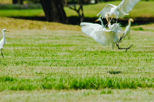 Little Egret Gathered Lawn — Stock Photo, Image