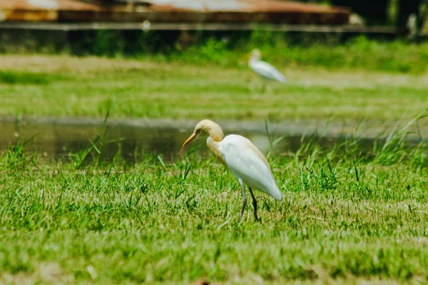 Little Egret Gathered Lawn — Stock Photo, Image