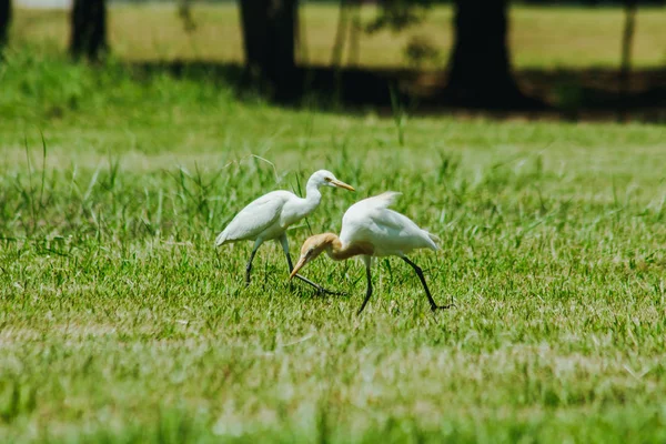 Malý Egret Shromáždil Trávníku — Stock fotografie