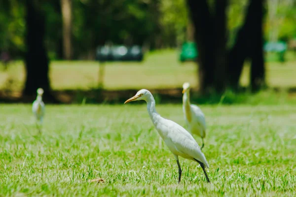 Little Egret Gathered Lawn — Stock Photo, Image