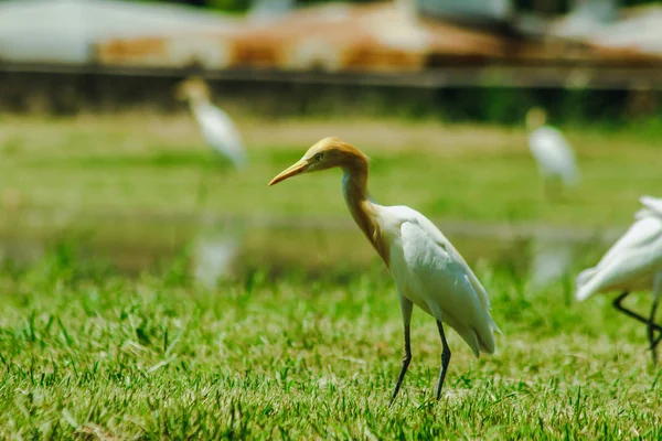 Little Egret Reunió Césped — Foto de Stock