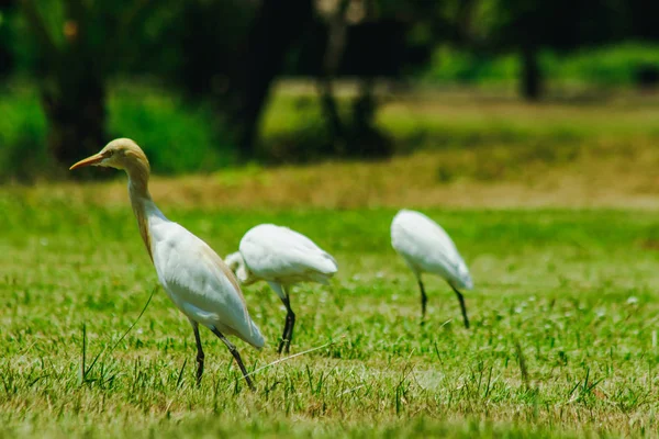 Little Egret Gathered Lawn — Stock Photo, Image