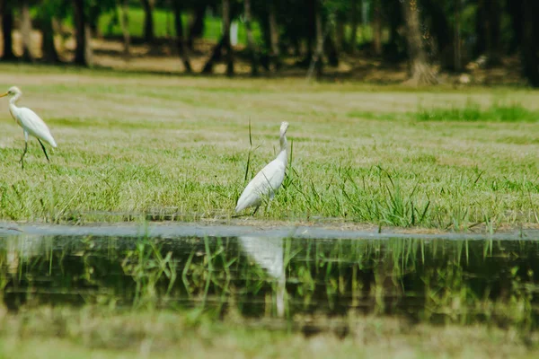 Pequeno Egret Reunido Gramado — Fotografia de Stock