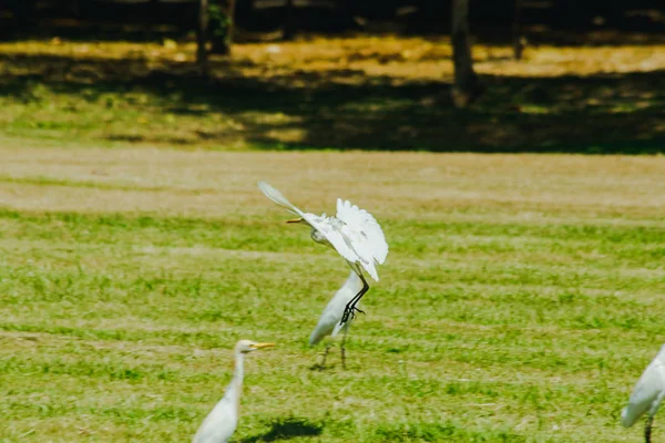 Pequeno Egret Reunido Gramado — Fotografia de Stock