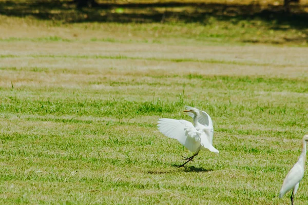 Petite Aigrette Rassemblée Dans Pelouse — Photo