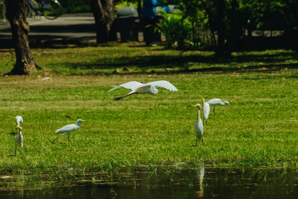 Malý Egret Shromáždil Trávníku — Stock fotografie