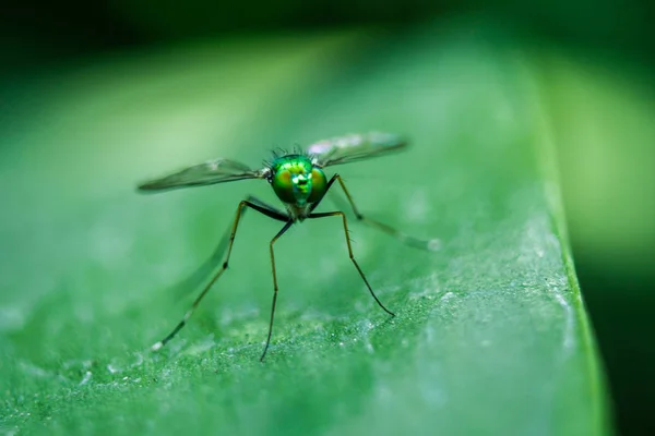 Dolichopodidae Leaves Small Green Body — Stock Photo, Image