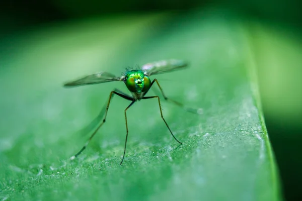 Dolichopodidae Sur Les Feuilles Sont Petites Corps Vert — Photo
