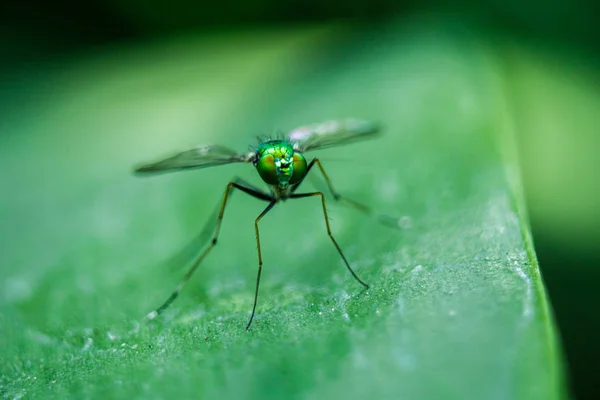 Dolichopodidae Sur Les Feuilles Sont Petites Corps Vert — Photo
