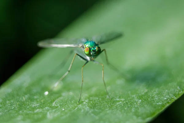 Dolichopodidae Leaves Small Green Body — Stock Photo, Image