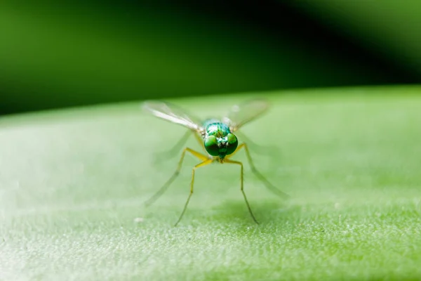 Dolichopodidae Sur Les Feuilles Sont Petites Corps Vert — Photo