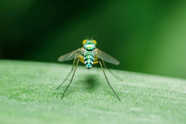 Dolichopodidae Nas Folhas São Pequenas Corpo Verde — Fotografia de Stock