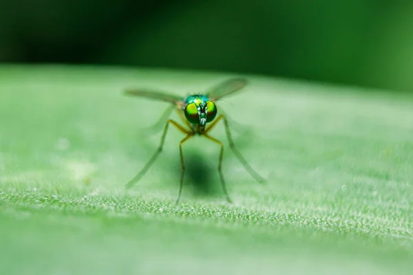 Dolichopodidae Listí Malé Zelené Těleso — Stock fotografie