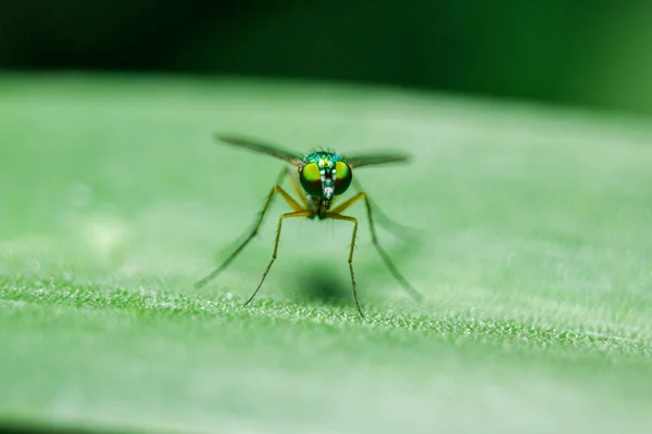 Dolichopodidae Sur Les Feuilles Sont Petites Corps Vert — Photo