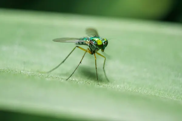 Dolichopodidae Sur Les Feuilles Sont Petites Corps Vert — Photo