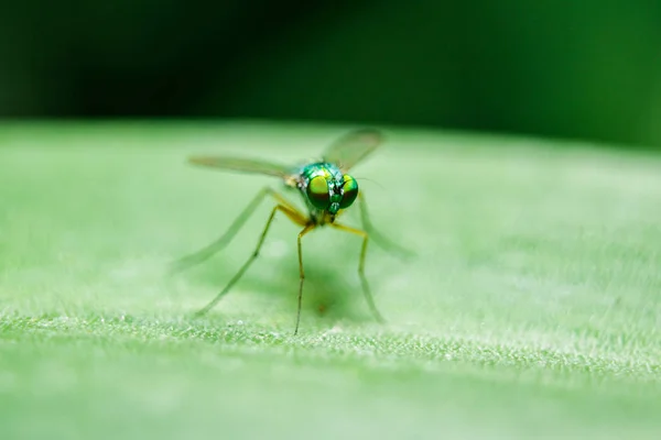 Dolichopodidae Sur Les Feuilles Sont Petites Corps Vert — Photo