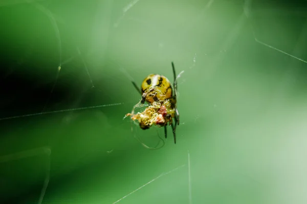 黄色いクモは獲物を捕まえるために編組される — ストック写真