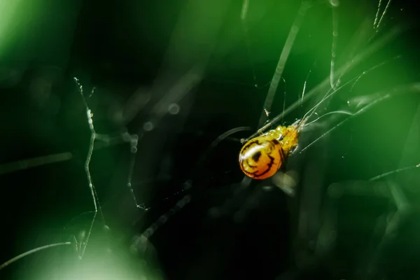 Sarı Örümcekler Avlarını Yakalamak Için Örgü Örerler — Stok fotoğraf