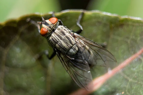 Mosca Del Colpo Sui Fogli Può Essere Trovato Nelle Comunità — Foto Stock