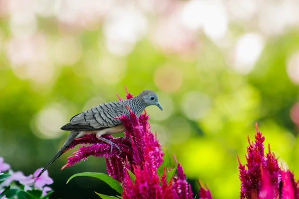 Geopelia Striata Parque Com Celosia Argentea — Fotografia de Stock