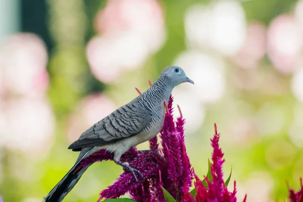 Geopelia Striata Park Celosia Argentea — Stock Photo, Image