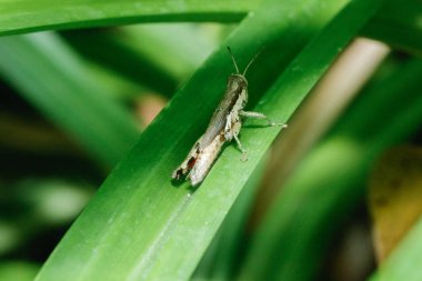 Doğada yapraklar üzerinde kahverengi çekirge.