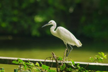 Egretta garzetta çit üzerinde orta boy beyaz bir kuş.