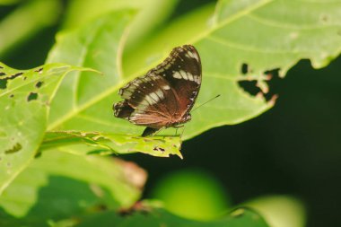 Büyük Yumurta Böceği yapraklar üzerinde, seyrek ormanda bulunan.