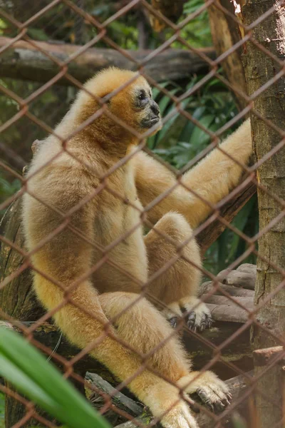 Gibbone Dalle Guance Bianche Del Nord Gabbia Femmine Hanno Peli — Foto Stock