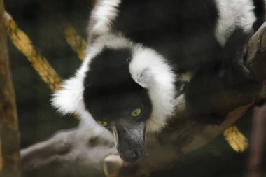 Ruffed Lemur bir memeli. Beyaz ile alternatif siyah bir gövdeye sahip renkli bir hayvan