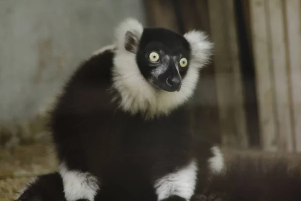 Ruffed Lemur Mammal Colorful Animal Has Black Body Alternating White — Stock Photo, Image