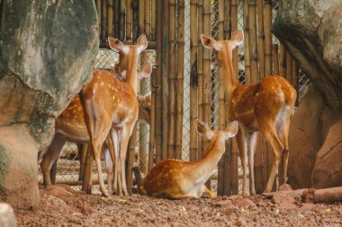 Geyik hayvanat bahçesinde yetişir. Geyiğin memeli olarak sınıflandırıldıkları uzun, pürüzlü kahverengi saçlı.